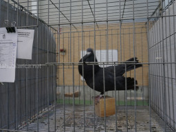 XIV Concurso Exposición de Palomas de Raza en Mula 2024